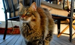 Pixie-bob (photo): nekoliko mačja elf